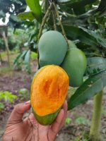 আম্রপালি