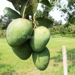 গোপালভোগ