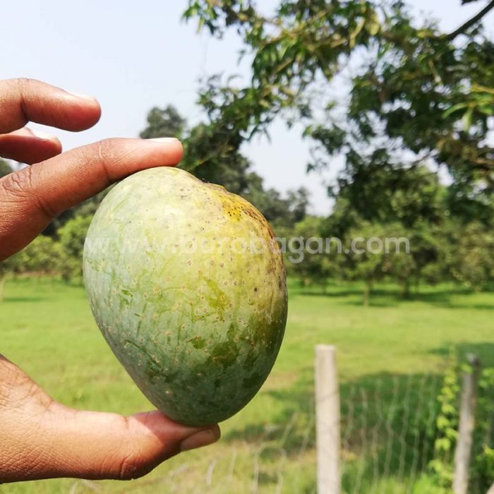 গোপালভোগ