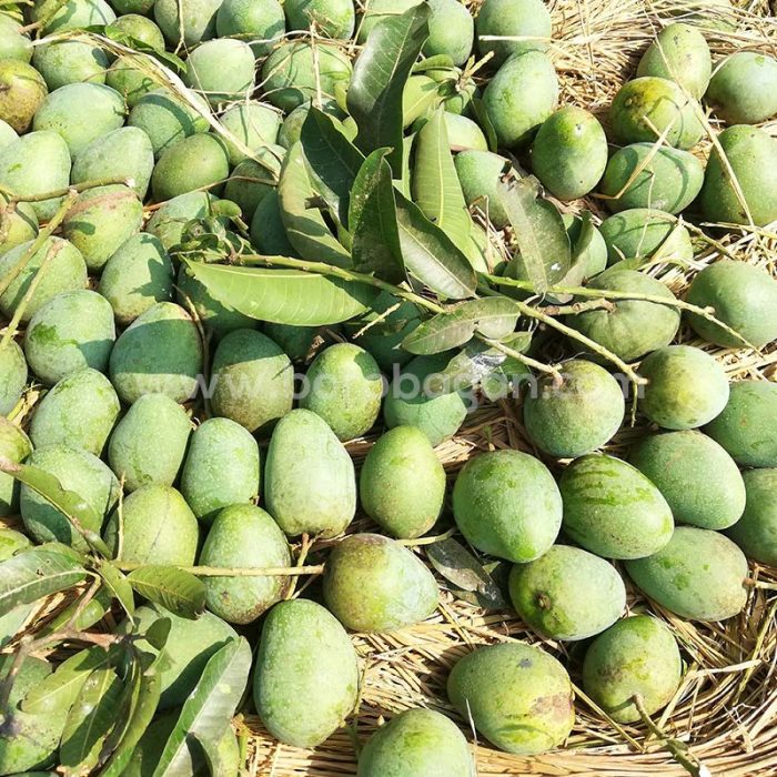 গোপালভোগ