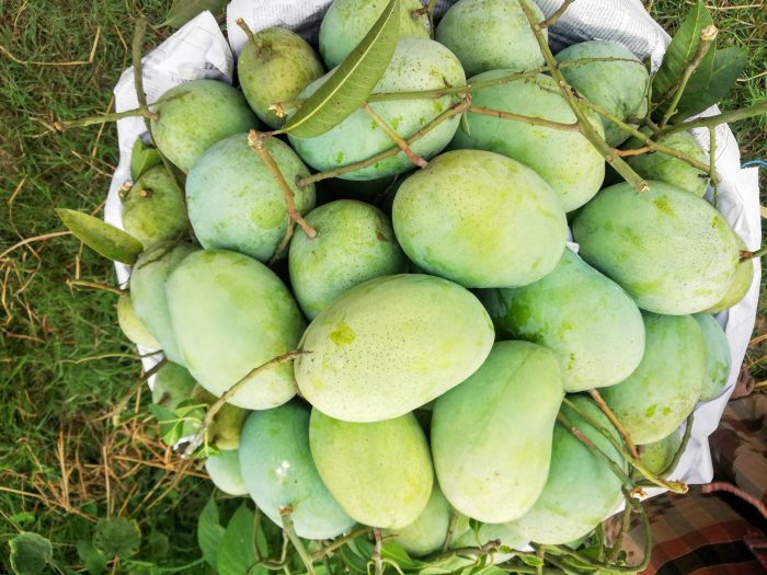 ফজলি আম - Fozli mango