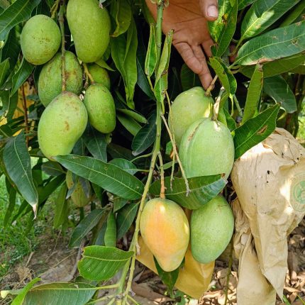 bari 11 বারি ১১