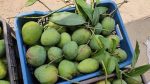 খিরসাপাত | Khirshapat - Image 4