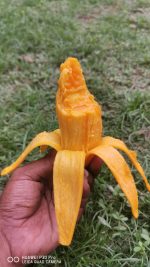 ব্যানানা আম | Banana Mango - Image 3