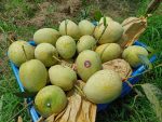 গৌড়মতি | Gouromoti - Image 3