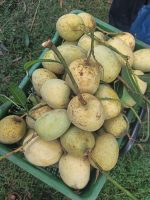 গৌড়মতি | Gouromoti - Image 4