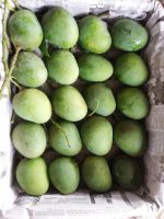 খিরসাপাত | Khirshapat - Image 6