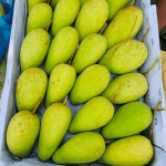 কাটিমন | Katimon Mango - Image 5