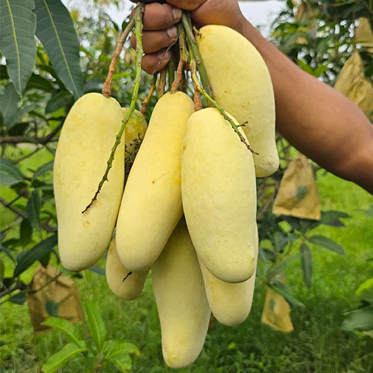 banana mango