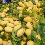 কাটিমন | Katimon Mango - Image 3
