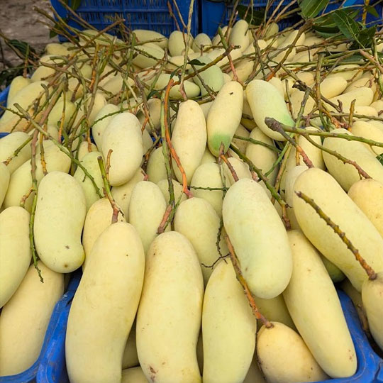 banana