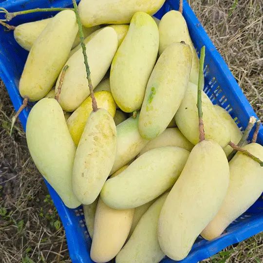 ব্যানানা আম