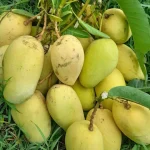 কাটিমন | Katimon Mango - Image 4