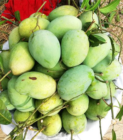 ফজলি