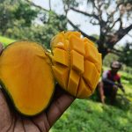 গোপালভোগ | Gopalbhog - Image 2