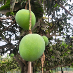 গোবিন্দভোগ | Gobindobhog - Image 4