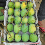 গোবিন্দভোগ | Gobindobhog - Image 2