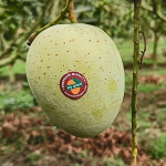 গৌড়মতি | Gouromoti