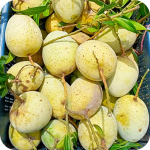 প্রিমিয়াম গৌড়মতি আম