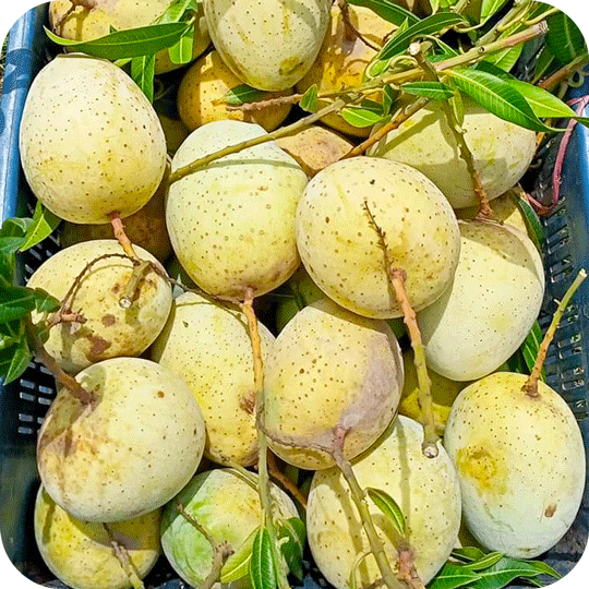 gourmoti3121.png প্রিমিয়াম গৌড়মতি আম - Image 1