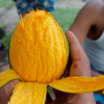 হাড়িভাঙ্গা | Haribhanga - Image 2