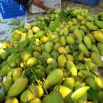 নন ব্যাগিং কাটিমন আম - Image 6