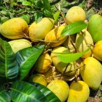 কাটিমন | Katimon Mango - Image 6