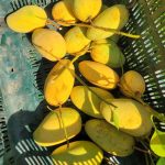 নন ব্যাগিং কাটিমন আম - Image 9