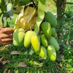 কাটিমন | Katimon Mango - Image 3