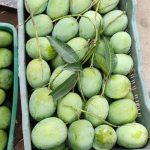 ল্যাংড়া । Langra - Image 2