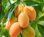 লক্ষনভোগ |  Lokkhonbhog