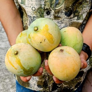 গোবিন্দভোগ আম