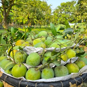 হিমসাগর আম