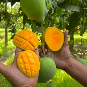 হিমসাগর আম