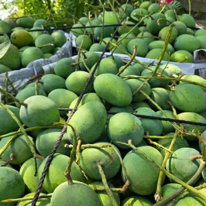 হিমসাগর আম