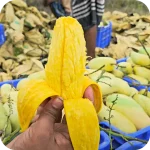 ব্যাগিং ব্যানানা আম - Image 5
