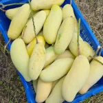 ব্যাগিং ব্যানানা আম - Image 4