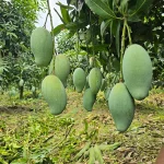 আম্রপালি | Amrapali - Image 2