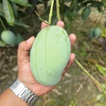 আম্রপালি | Amrapali - Image 4