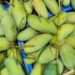 নন ব্যাগিং ব্যানানা আম - Image 2