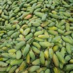 নন ব্যাগিং ব্যানানা আম - Image 3