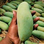 নন ব্যাগিং ব্যানানা আম - Image 6