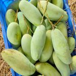 নন ব্যাগিং ব্যানানা আম