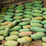 নন ব্যাগিং ব্যানানা আম - Image 4